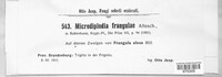Microdiplodia frangulae image